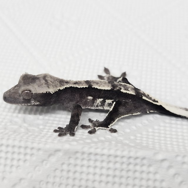 Sable Axanthic