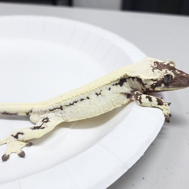 Full Pinstripe LW Sable