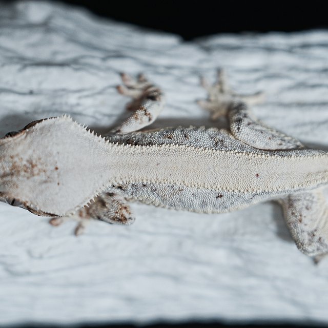 풀핀 릴리화이트