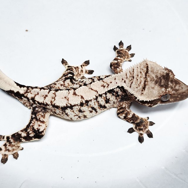 Tri Extreme Harlequin