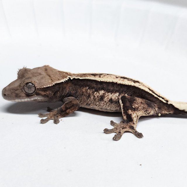 100% Het Axanthic Sable