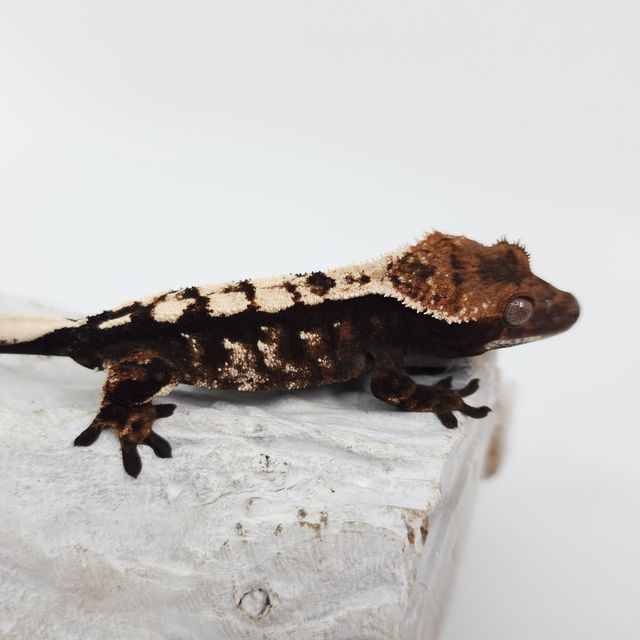세이블