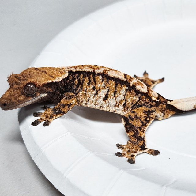 Extreme Harlequin Tri