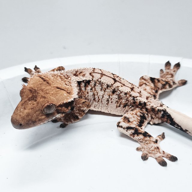 Tri Extreme Harlequin