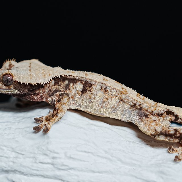 트라이 익스트림할리퀸