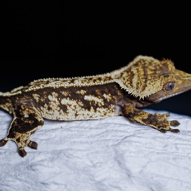 Extreme Harlequin Tri