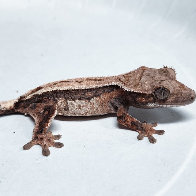 100% Het Axanthic Sable
