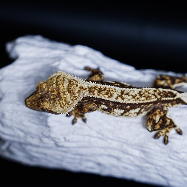 Extreme Harlequin Tri