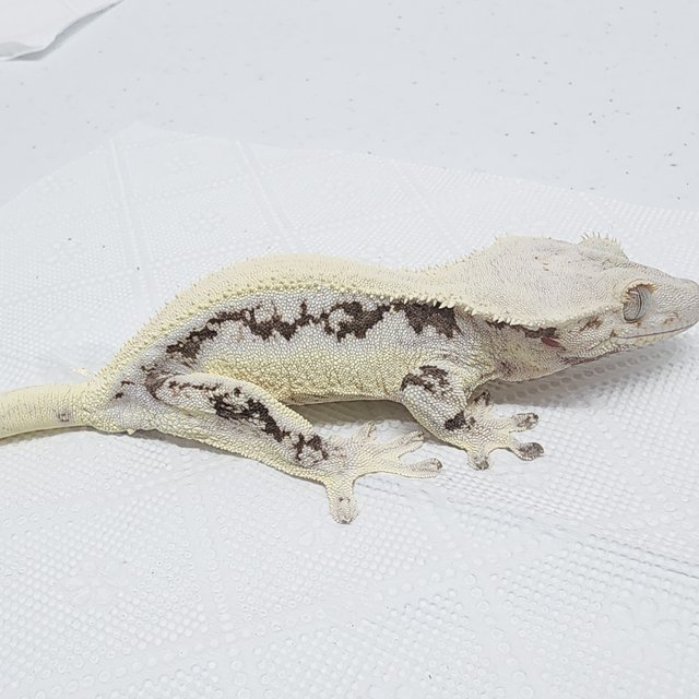 풀핀 솔리드백 릴리화이트