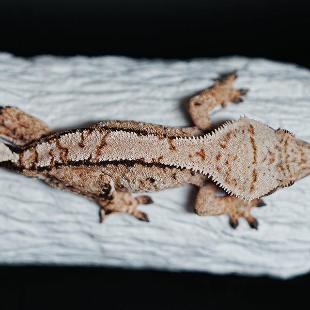 Extreme Harlequin Tri