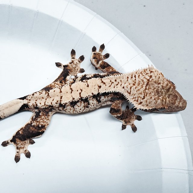 Tri Extreme Harlequin