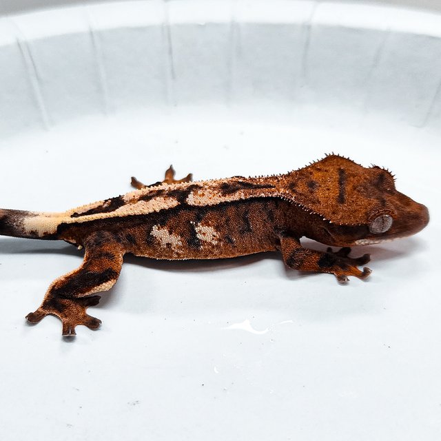100% Het Axanthic Sable
