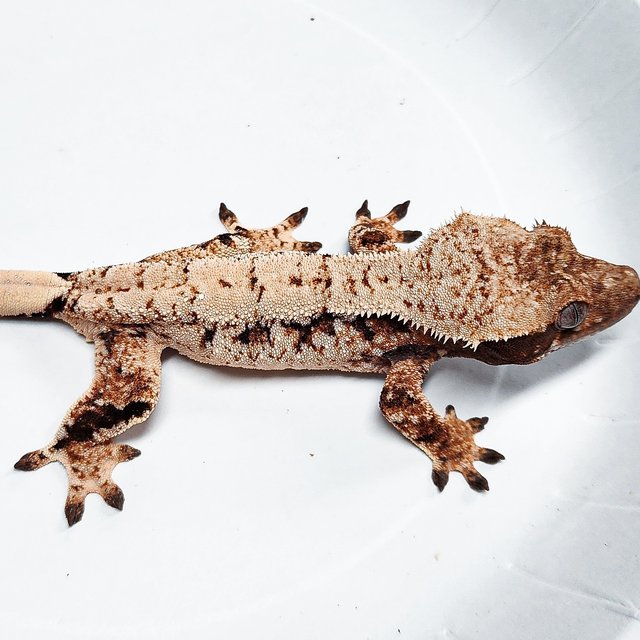 Tri Extreme Harlequin