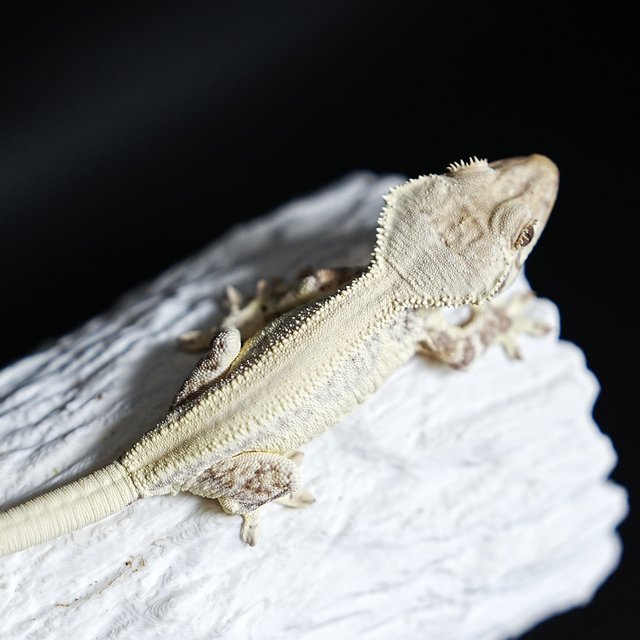 풀핀 솔리드백 릴리화이트