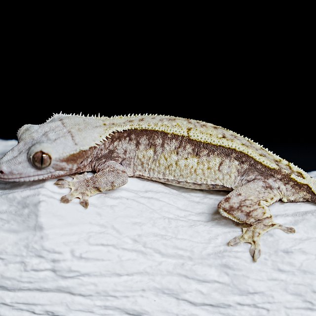 Tri Extreme Harlequin