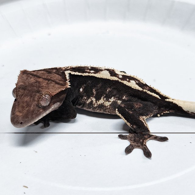 Sable 100% Het Axanthic