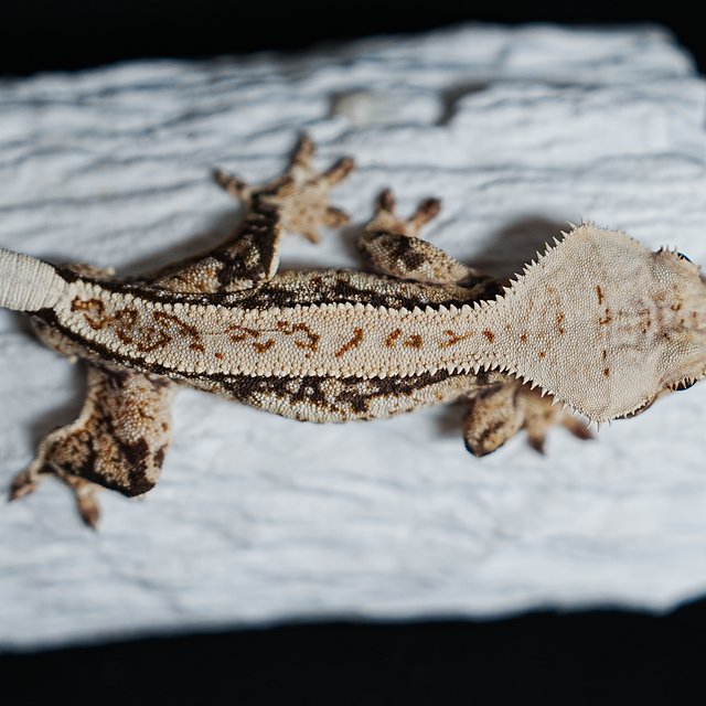 Full Pinstripe Tri Extreme Harlequin