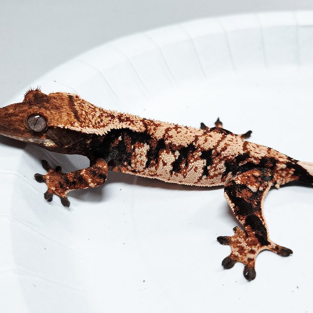 Tri Extreme Harlequin