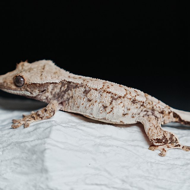 트라이 익스트림할리퀸