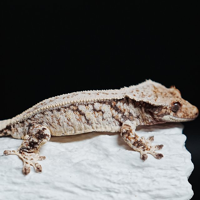 트라이 익스트림할리퀸