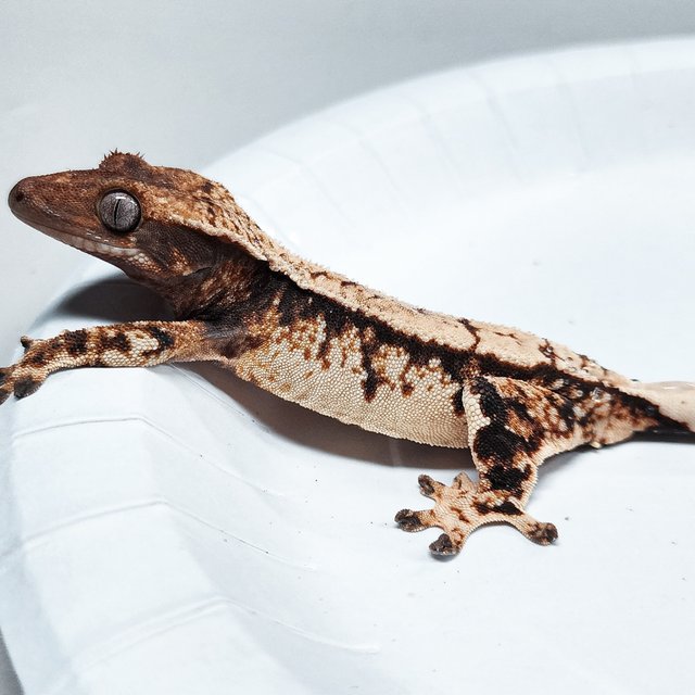 Tri Extreme Harlequin