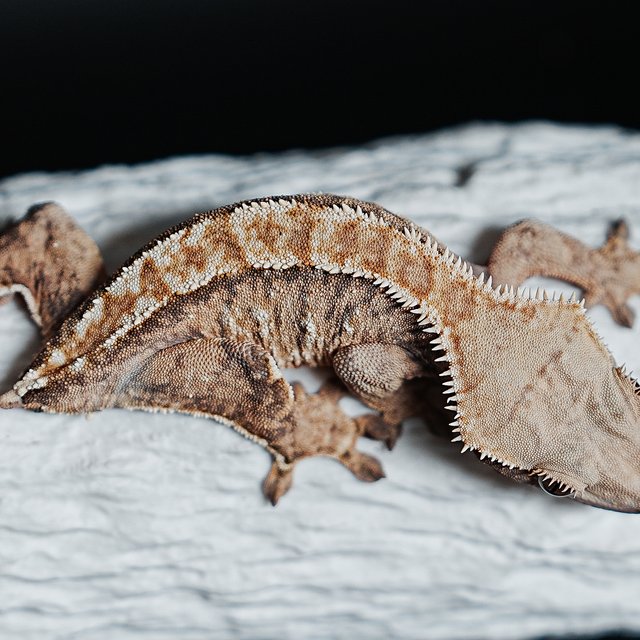 Extreme Harlequin Tri