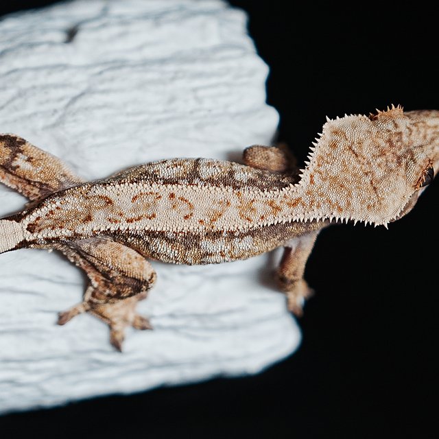 트라이 익스트림할리퀸