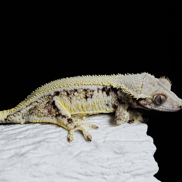 Full Pinstripe Solid Back Lilly White