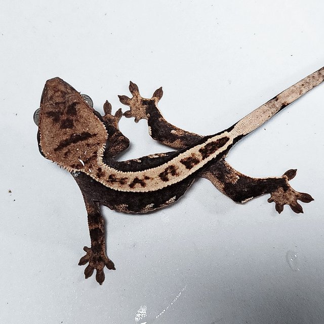 Full Pinstripe 100% Het Axanthic