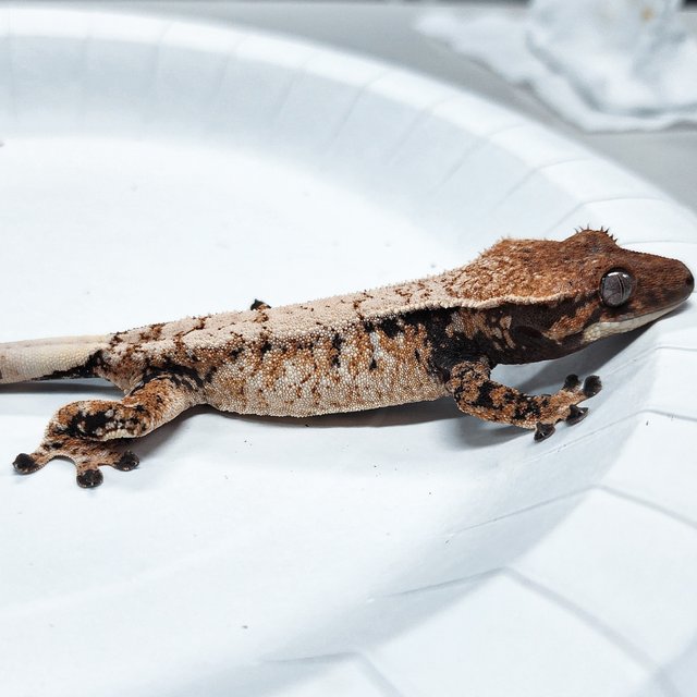 Tri Extreme Harlequin