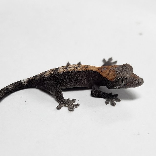 100% Het Axanthic Super Sable
