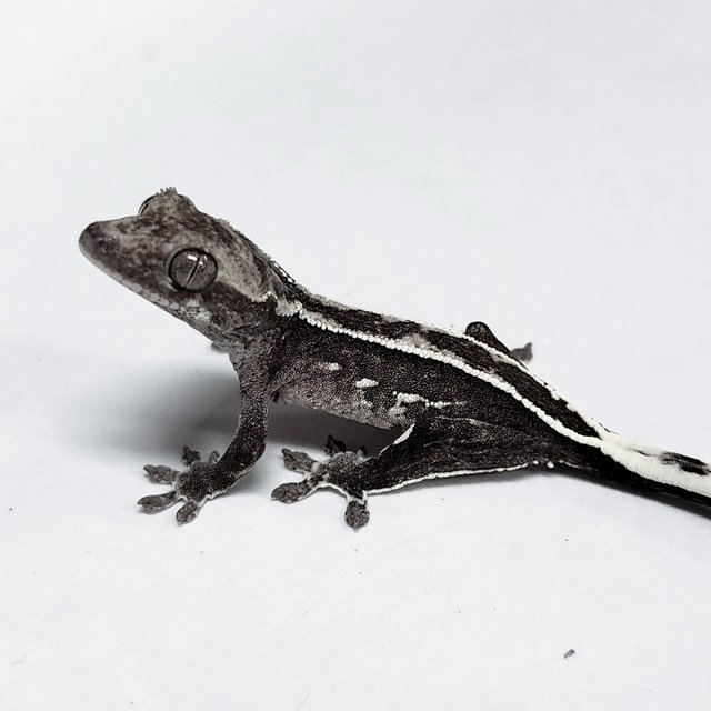 Sable Axanthic