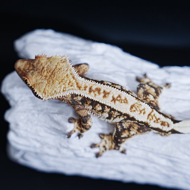 Tri Extreme Harlequin