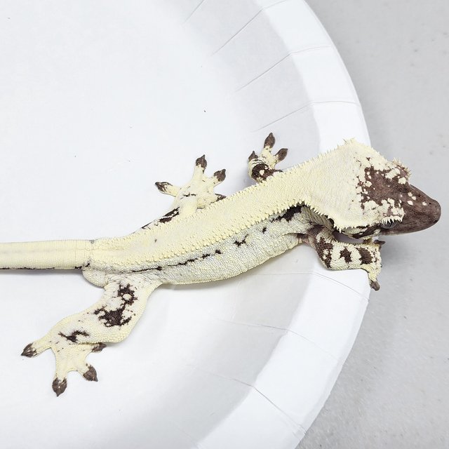 Full Pinstripe LW Sable