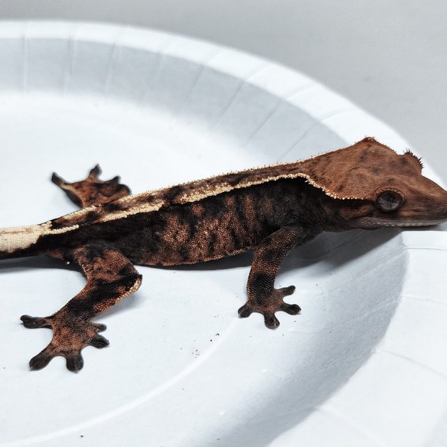 Sable 100% Het Axanthic