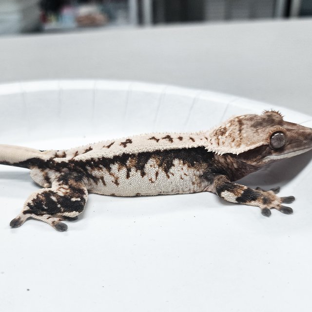 Tri Extreme Harlequin