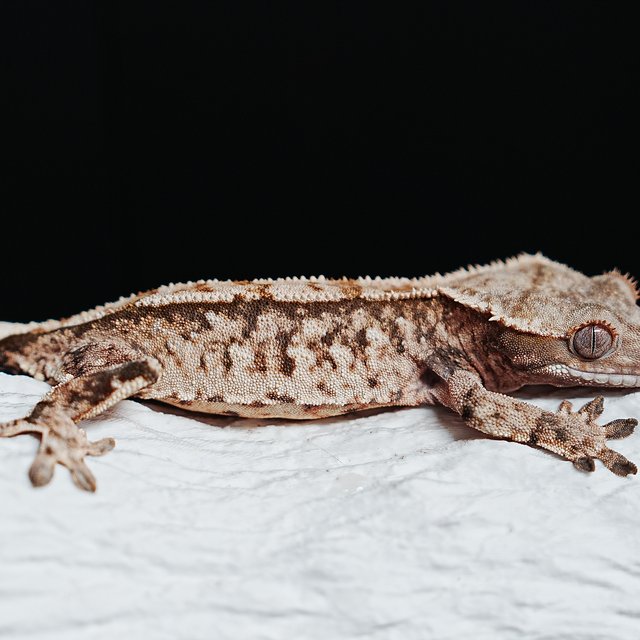 트라이 익스트림할리퀸