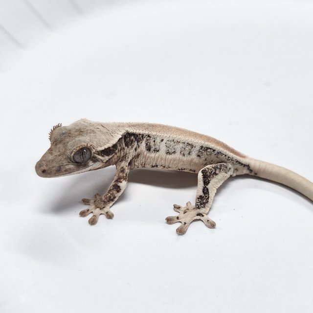 Lilly 100% Het Axanthic