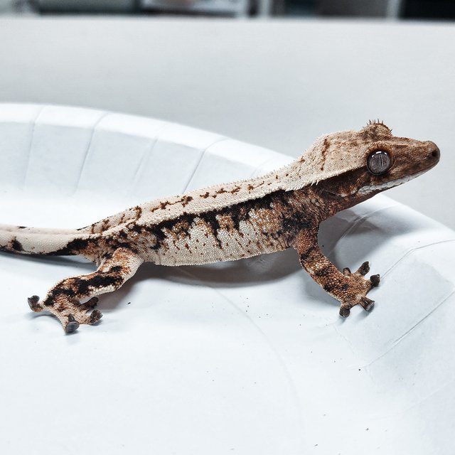 Tri Extreme Harlequin