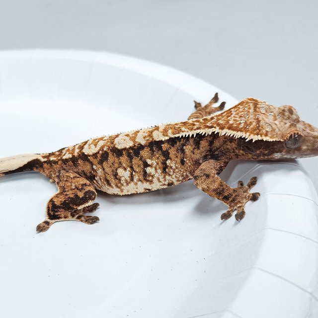 Tri Extreme Harlequin