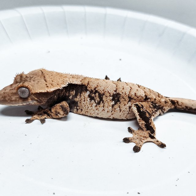 Tri Extreme Harlequin