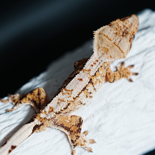 트라이 익스트림할리퀸