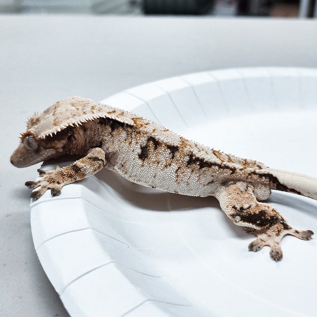 Tri Extreme Harlequin