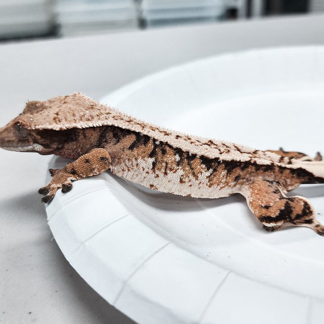 Tri Extreme Harlequin