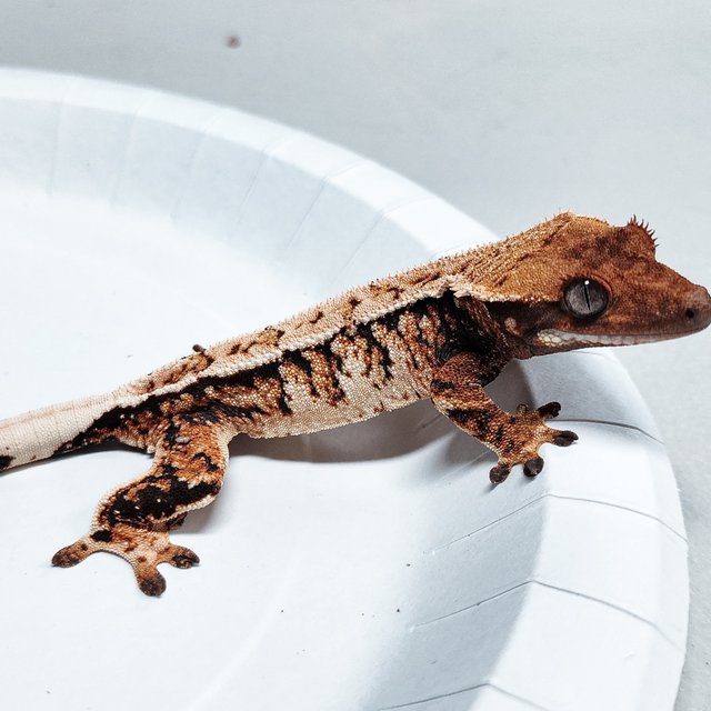 Extreme Harlequin Tri