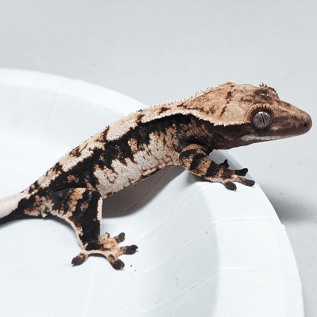 Tri Extreme Harlequin