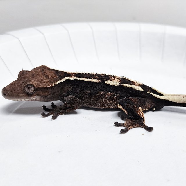 Sable 100% Het Axanthic