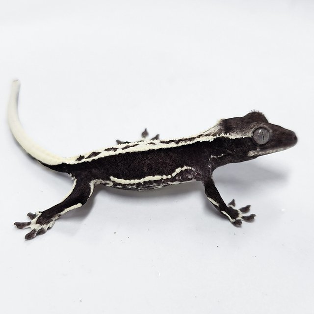 Lilly Axanthic