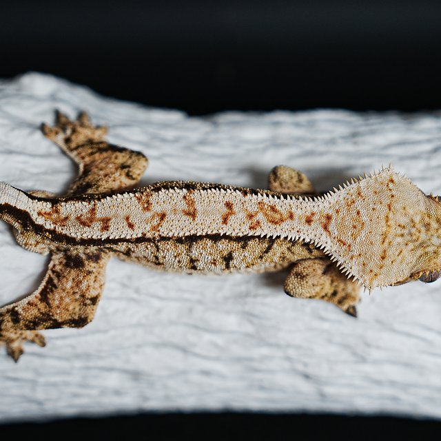 트라이 익스트림할리퀸