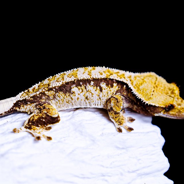 Tri Extreme Harlequin